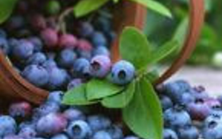 Yaban mersini hayatınızı değiştirecek