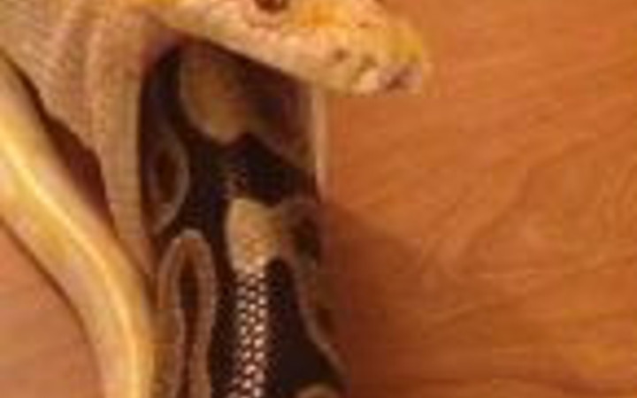 Aç piton sonunda bunu yuttu