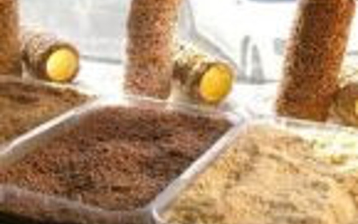 Tatlıtuğ'dan ilham aldı 4 şube açtı