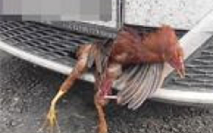 Arabanın tamponuna horoz girdi