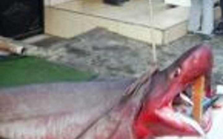 Marmara'da 600 kiloluk köpekbalığı yakalandı