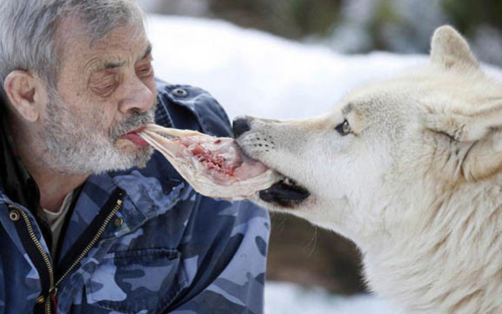 Bu adam kurtlarla yaşıyor!