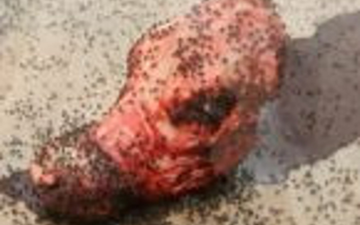 Buyrun böcek sergisine