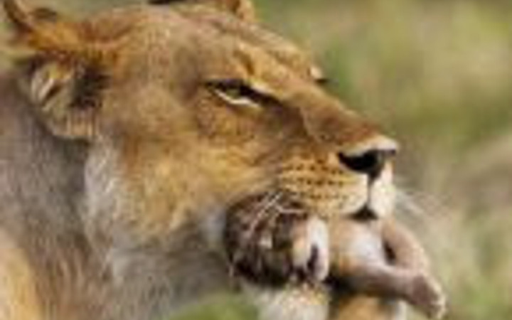 Aslanların şaşırtan görüntüleri