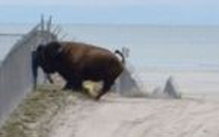 Bizon ile oyun oynanmaz