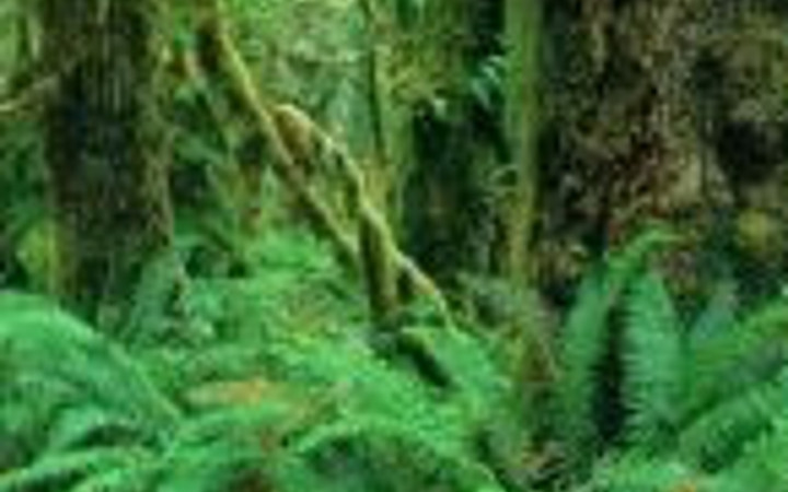 Bu bitkiler öldürüyor