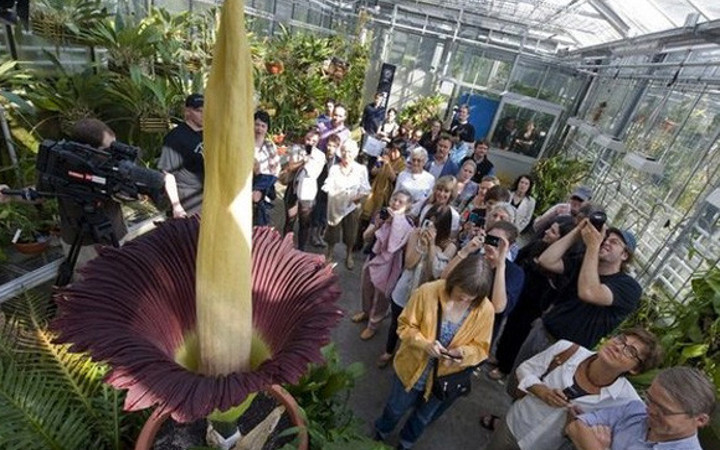 Bu çiçeğin yanına yaklaşmak mümkün değil