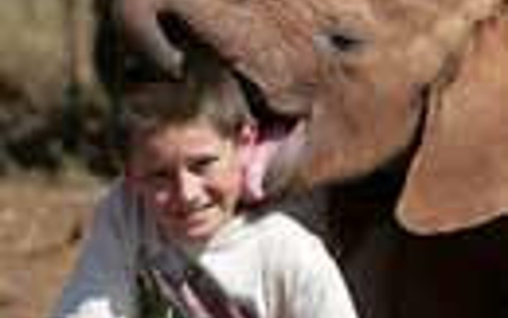 Yavru fillere bayılacaksınız