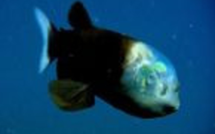 Dünyanın en tuhaf canlıları