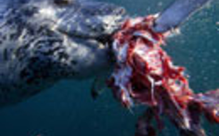 Su altında adım adım ölüm