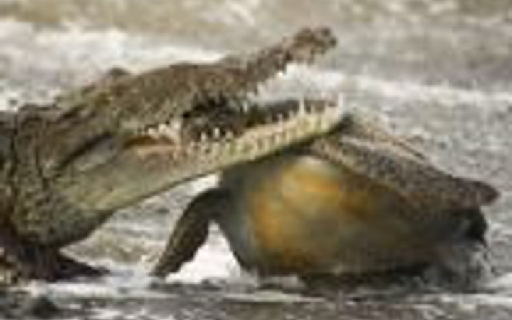 Vahşi yaşam fotoğrafları