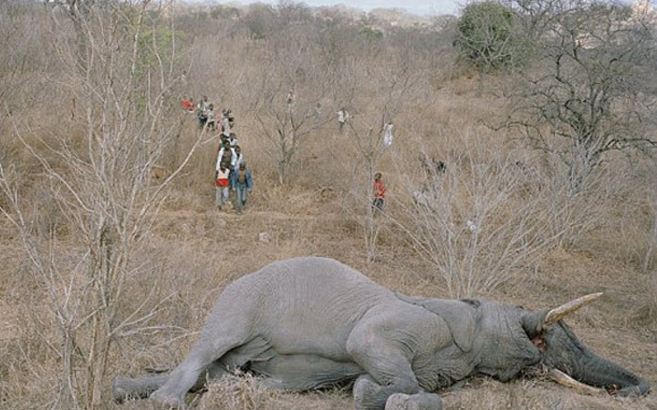 Açlıktan koca fili 1,5 saatte yediler!