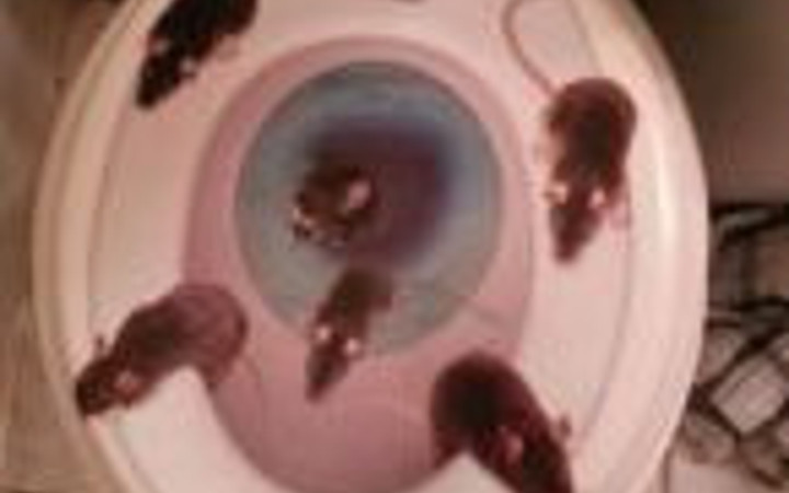 Tuvalet klozetinden çıkanlara bakın