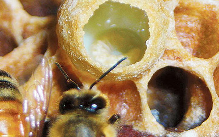 Arı sütünün mucizeleri inanılmaz