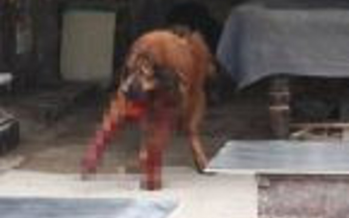 60 kişi bir köpeği böyle katletti