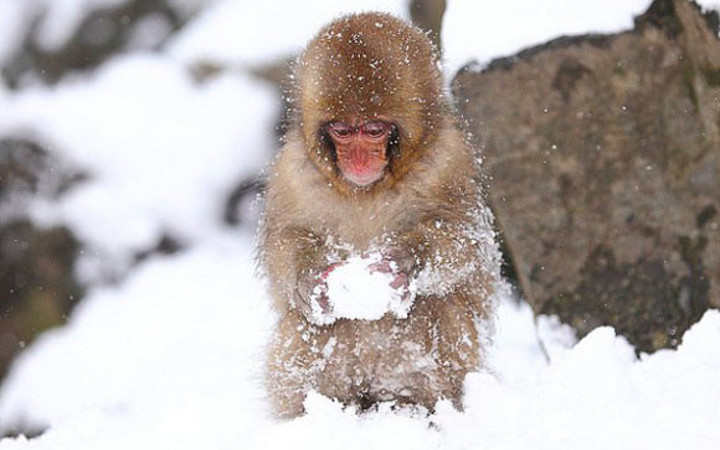 Kartopu oynayan Japon kar maymunları