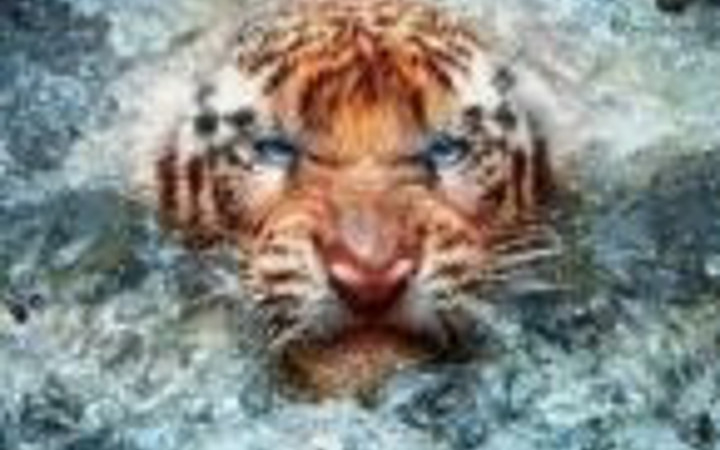 2013 yılının en çok paylaşılan fotoğrafları