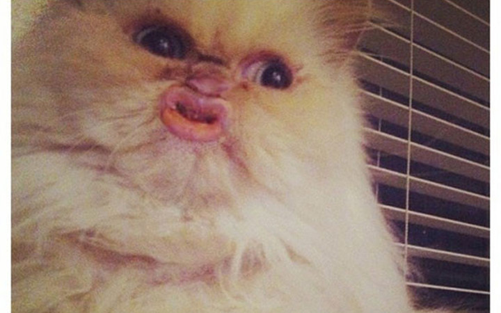 Kameralara poz veren hayvanlar...