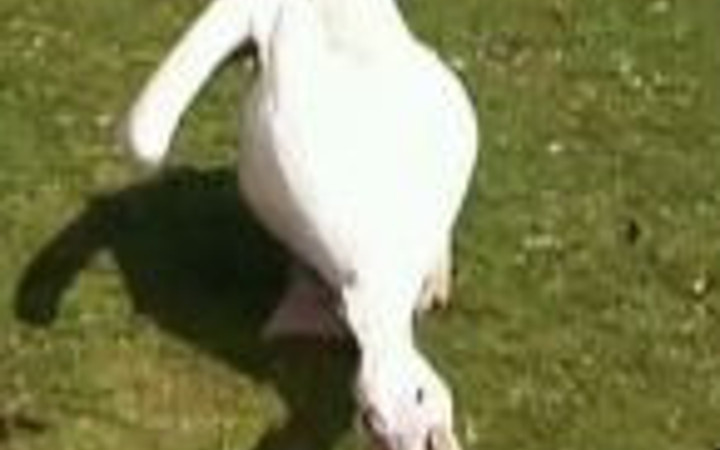 Pelikan güvercini yuttu