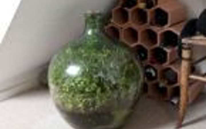 Bu bitki tam 40 yıldır hiç hava ve su almadan yaşıyor