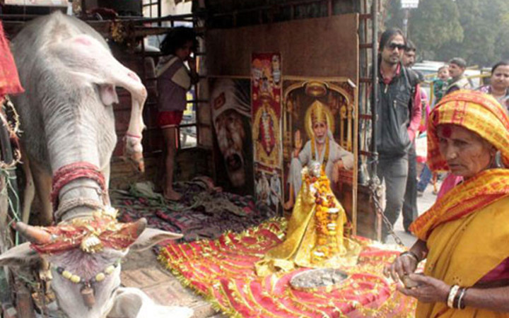 5 Bacaklı kutsal inek görenleri şaşkına çeviriyor!