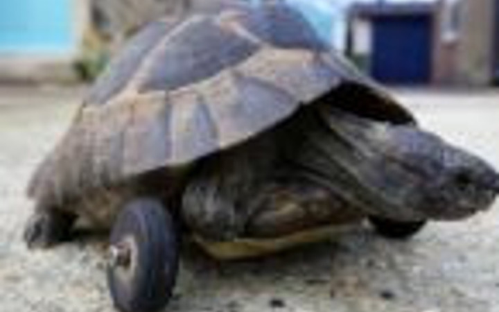 Ayakları kopan kaplumbağaya tekerlek bağladılar