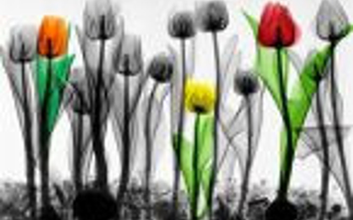 Doğamıza bir de X-Ray fotoğraflarıyla bakın