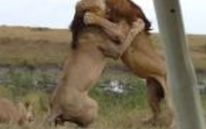 Aslanların nefes kesen savaşı