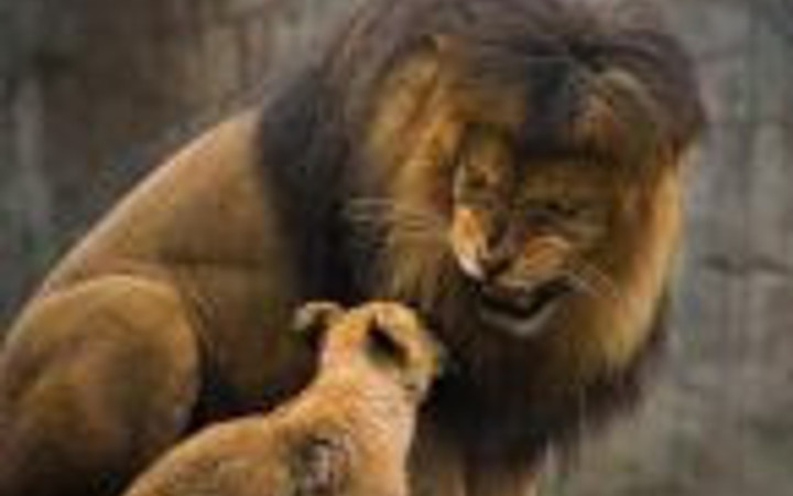Aslan yavrularının babalarıyla ilk buluşması