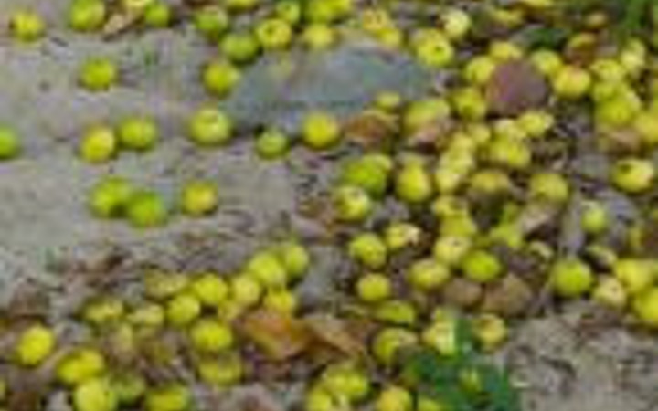 Meyvesi elmaya benziyor ama öldürüyor!