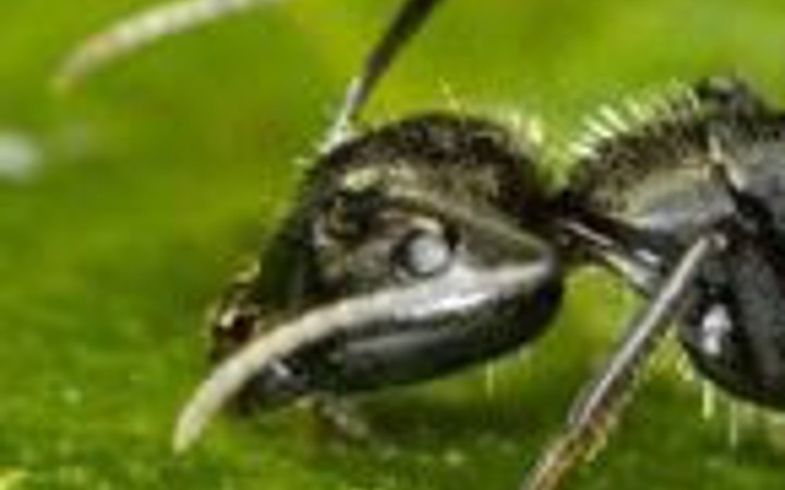 Karıncalar hakkında bilmediğiniz şeyler