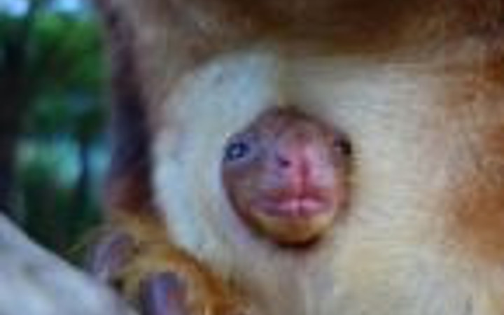 Kanguru yavrusu böyle görüntülendi