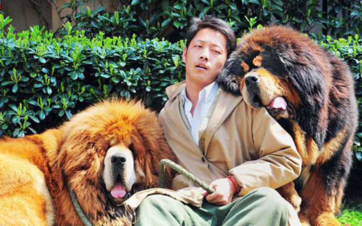 Dünya'nın en pahalı köpeği Tibet Mastiffi!