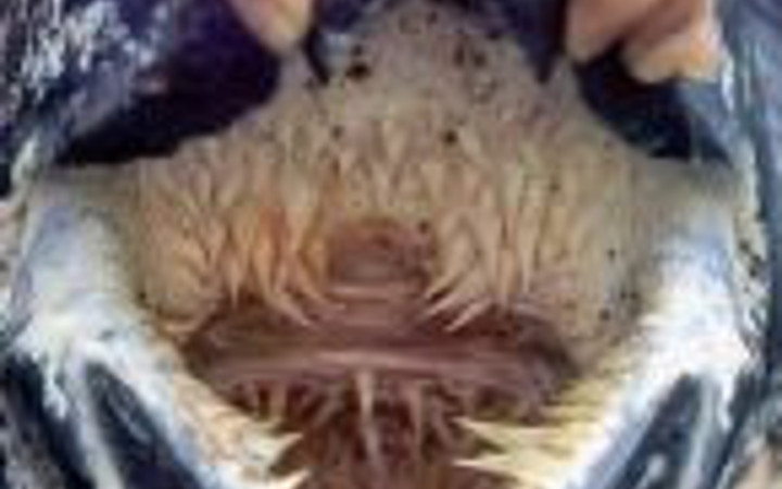 Ağzının her yeri keskin dişlerle kaplı