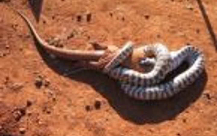 Avustralya'nın sıradışı özellikleri