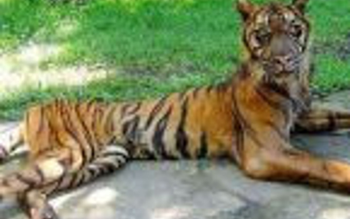 Hayvanat bahçesi değil ölüm bahçesi