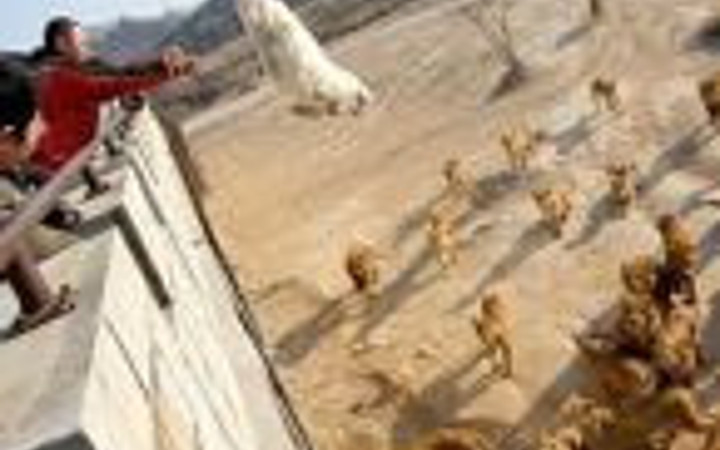 Canlı canlı yem ettiler... Bunun adı vahşet! 