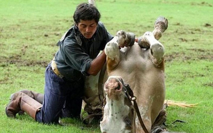 Dünya 'Atlara fısıldayan adam'ı konuşuyor