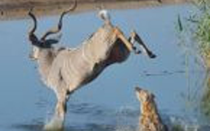 Antilobun zekası hayatını kurtardı