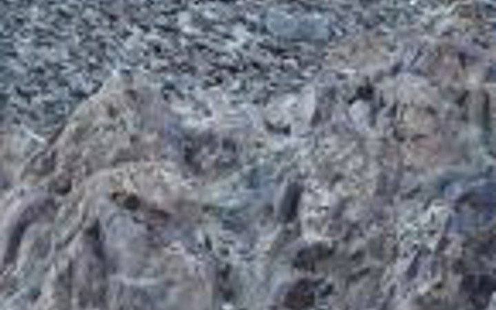 Leoparın muhteşem avı