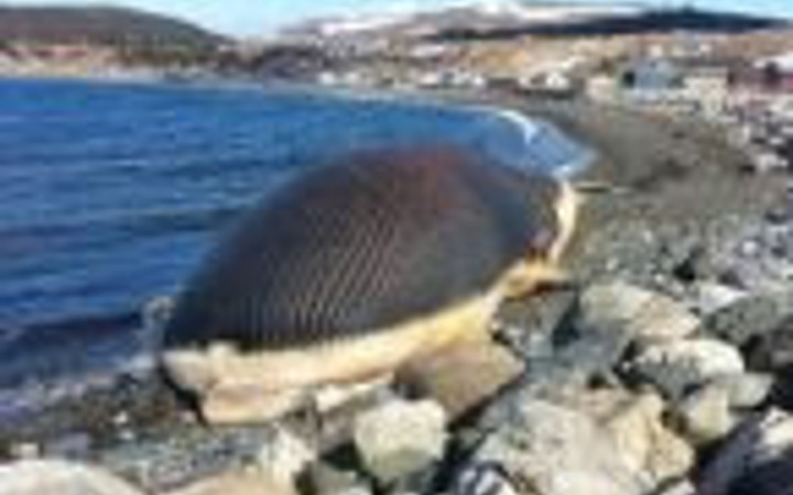 Dev balina her an patlayabilir