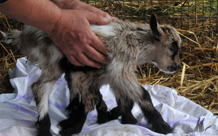 8 bacaklı keçi görenleri şaşkına çeviriyor!
