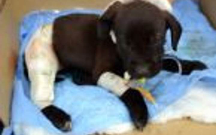 Kediler yavru köpeği böyle yaraladı