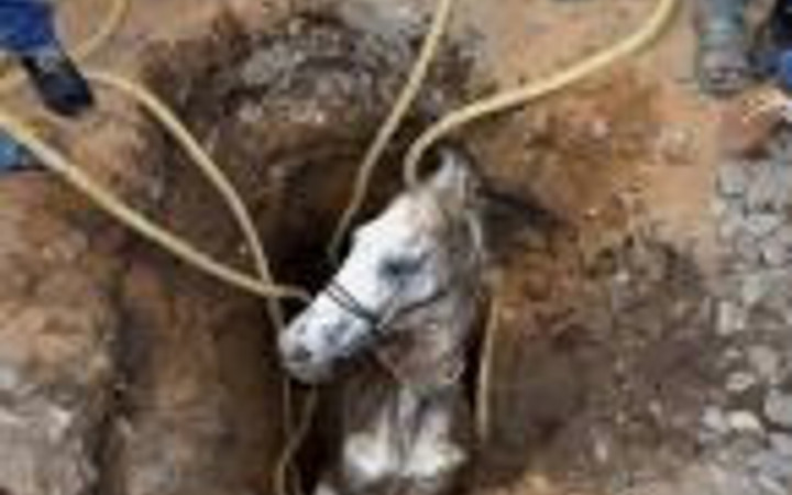 Hayvanlar aleminden en özel 25 kare