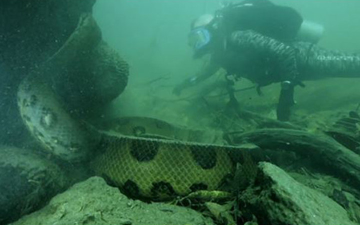 Amazon'daki dev anakondayı görüntüledi