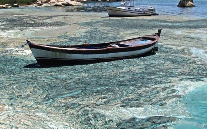 Bafa Gölü'ndeki bu manzara görenleri şok etti!