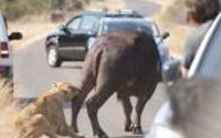 Bufaloyu yol ortasında parçaladı