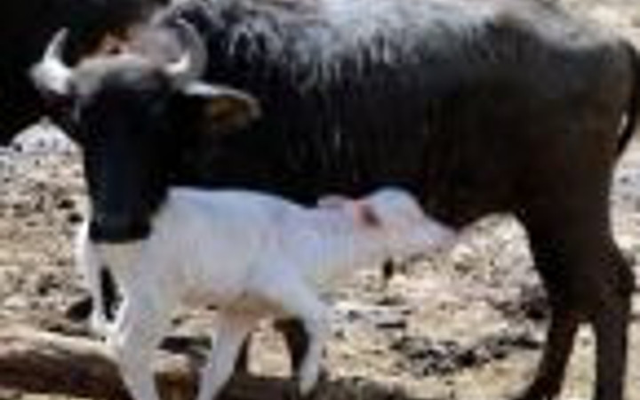 Böylesi ilk defa doğdu! Görenler şok oluyor