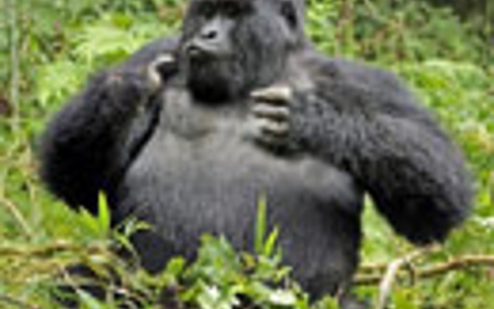 Sarhoş gorilin komik halleri