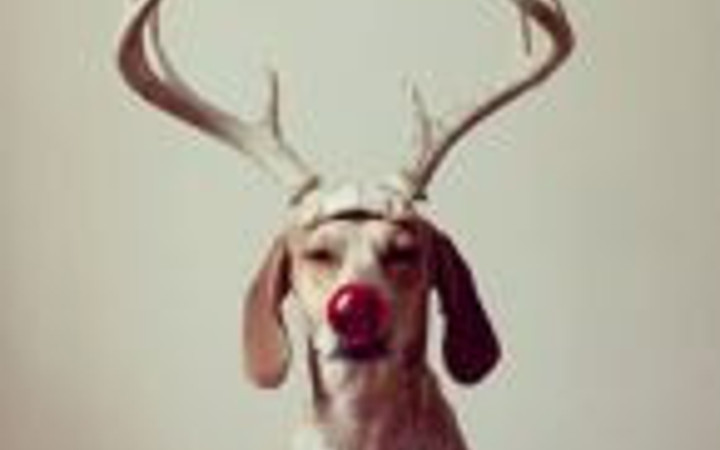 Artist olacak köpeğin verdiği pozlara bakın